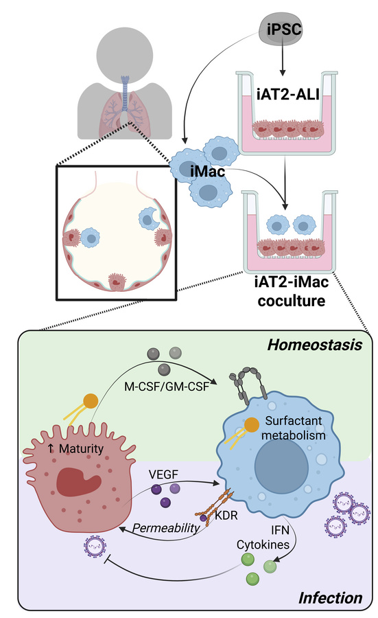 graphical abstract