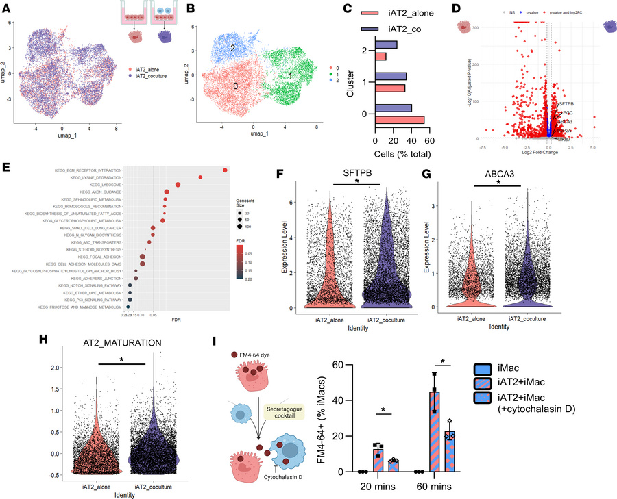 Coculture with iMacs promotes iAT2 transcriptional signature.
(A) UMAP o...