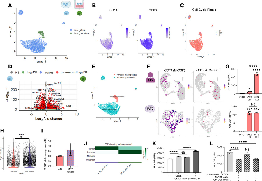 iMacs are sustained in coculture by iAT2-derived M-CSF.
(A) UMAP of iMac...