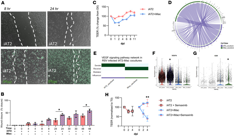 iMacs influence iAT2 repair through VEGF signaling.
(A and B) iAT2s were...