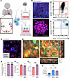 Establishment of iPSC-derived AT2 and macrophage air liquid interface cocul