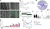 iMacs influence iAT2 repair through VEGF signaling.