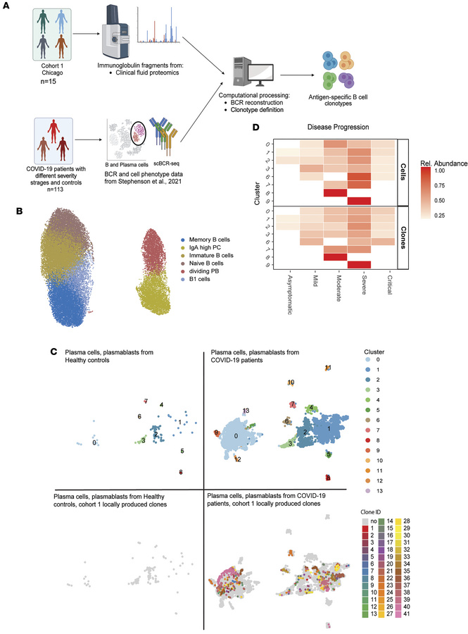 Peripheral B cell clonal dynamics are associated with COVID-19 severity....