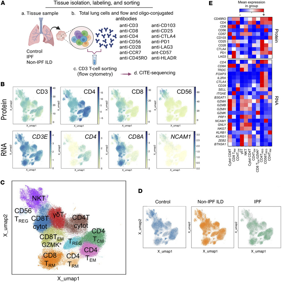 CITE-seq profiling and annotation of lung T cells.
(A) Workflow schemati...