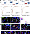 Spatial quantification of T cell subsets in control and IPF lungs by CODEX.