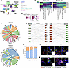 Cell-cell communication analysis of epithelial–T cell interactions in fibro
