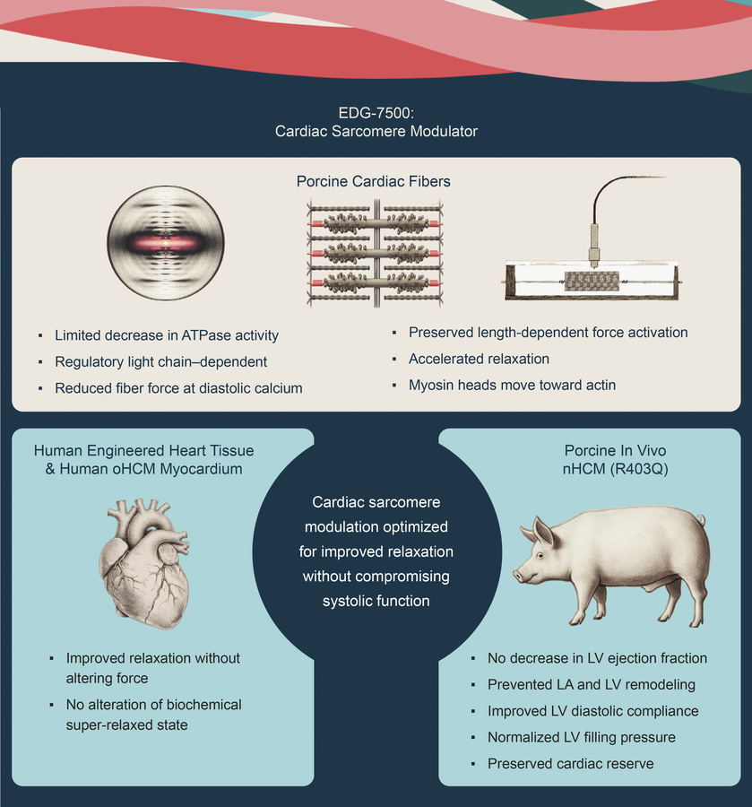 graphical abstract