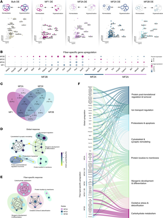 Identification of fiber type–specific responses to mTORC1 hyperactivatio...