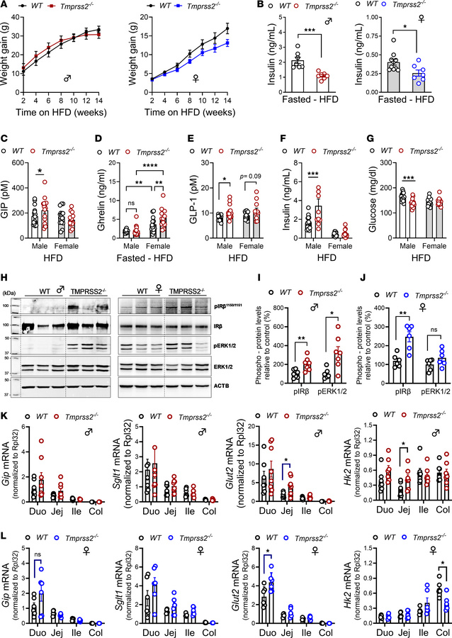 TMPRSS2 ablation improves glucose metabolism in DIO.
(A and B) Weight ga...