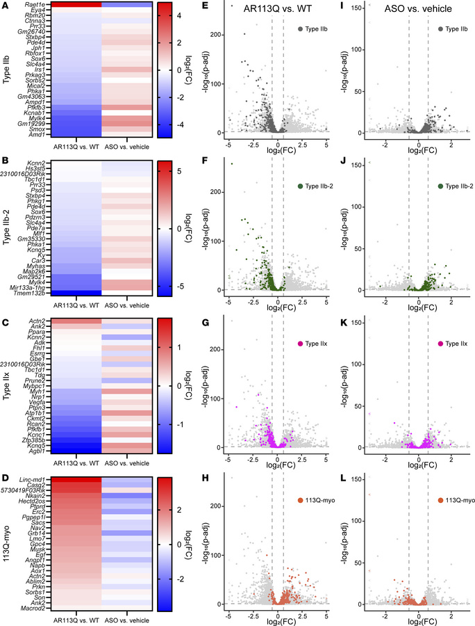 Rescue of myonuclei cluster–defining genes by AR-targeted ASO.
AR113Q or...