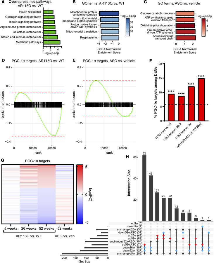 The PGC-1α pathway is disrupted in AR113Q muscle.
(A)The top overreprese...