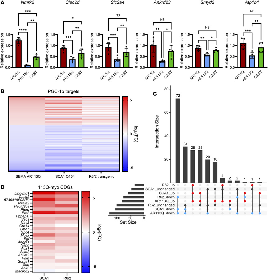PGC-1α pathway dysfunction is hormone and glutamine tract length depende...