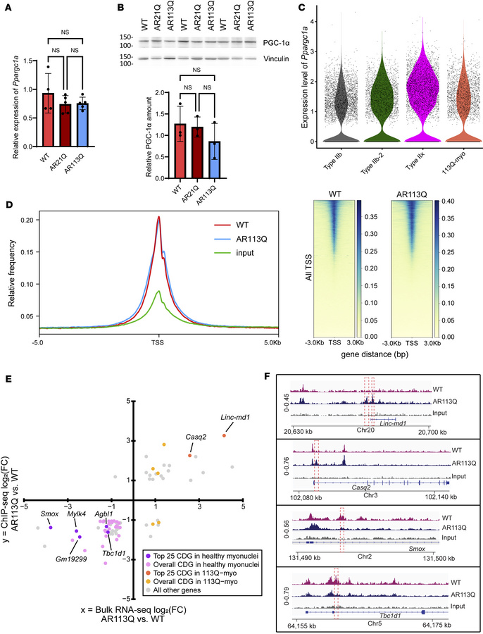 PGC-1α binding to promoters of myonuclei specification genes is altered ...