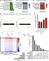 The PGC-1α pathway is disrupted in AR113Q muscle.