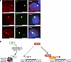 Model of polyQ-mediated transcriptional dysregulation in skeletal muscle hi