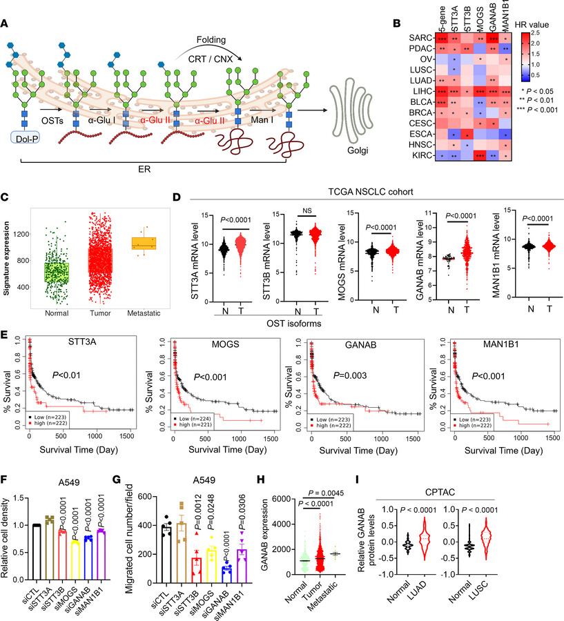 N-glycan–modifying enzymes are upregulated in NSCLC.
(A) Overview of N-l...