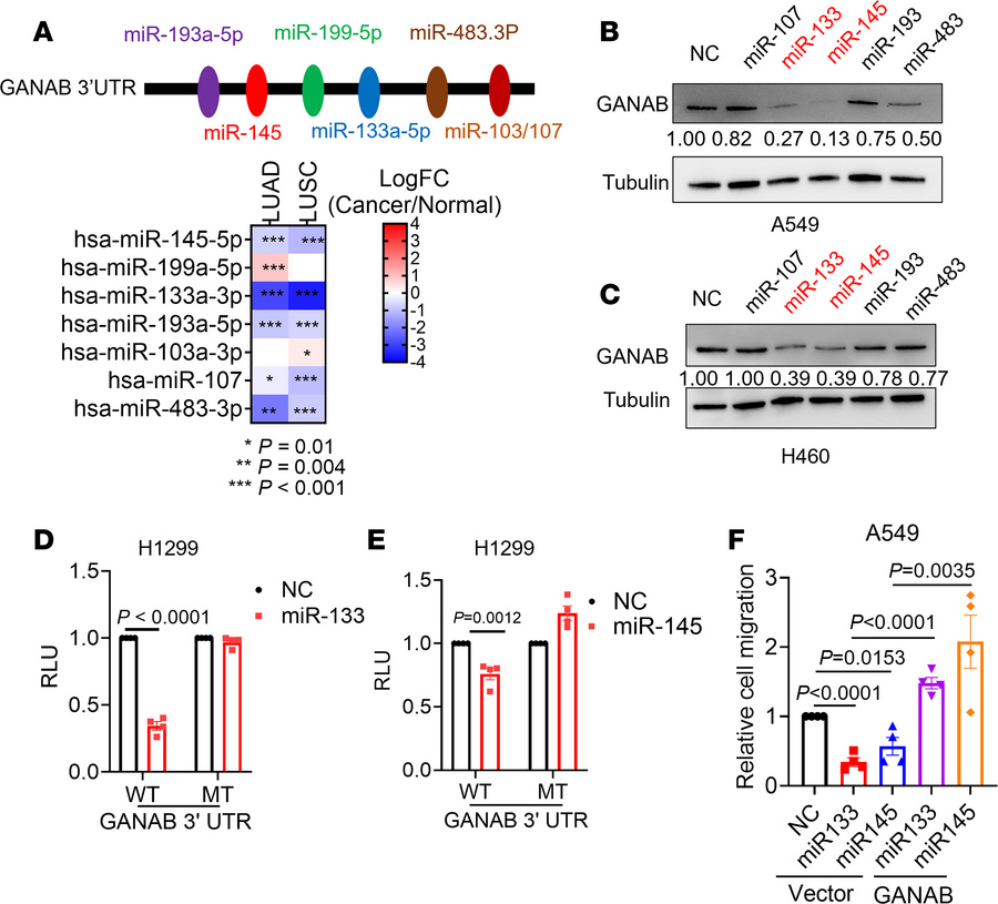 GANAB is a direct target of tumor-suppressive microRNAs (miRNAs).
(A) Gr...