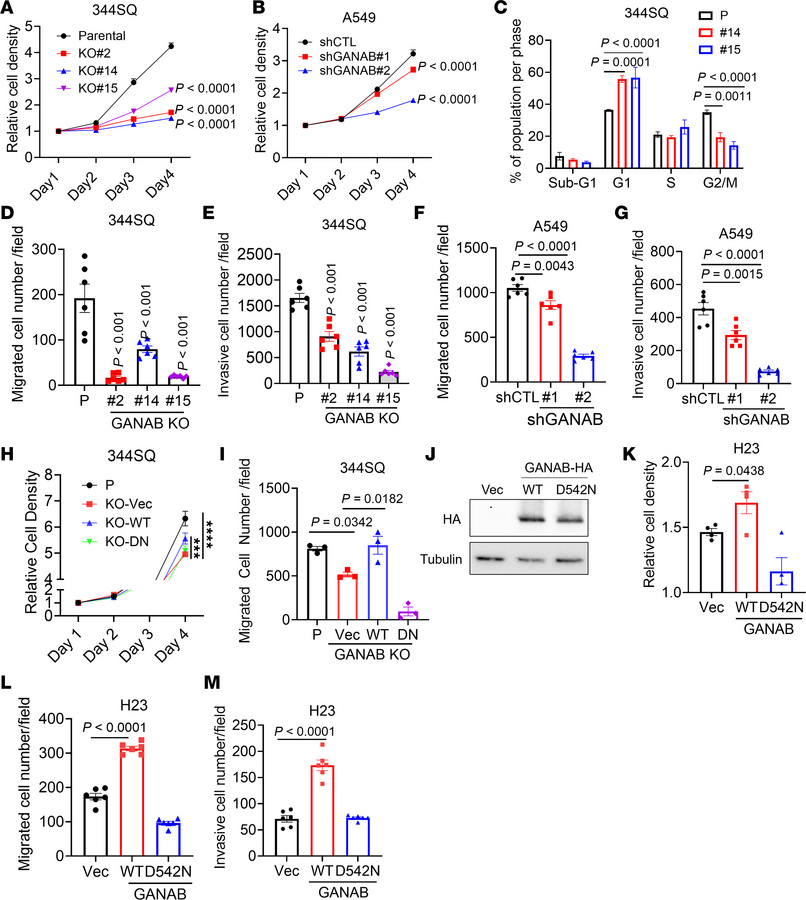 GANAB regulates lung cancer cell proliferation and motility.
(A and B) R...