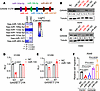 GANAB is a direct target of tumor-suppressive microRNAs (miRNAs).