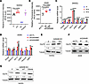 GANAB deficiency induces ER-stress.
