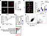 GANAB regulates secretion.