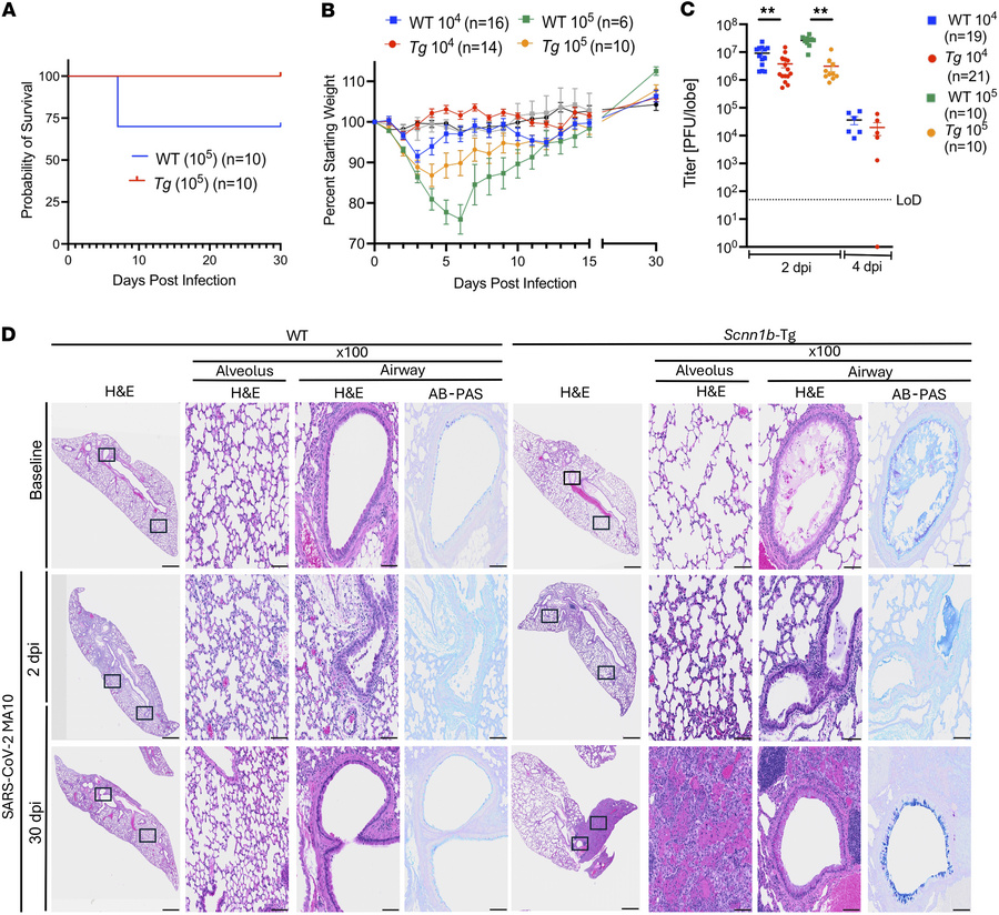 
Scnn1b-Tg mice are protected from acute illness after SARS-CoV-2 MA10 b...