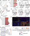 Transcriptional analysis reveals activated AT2 cells and Th2-skewed macroph