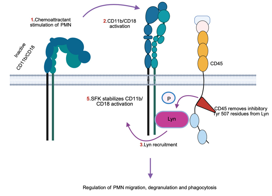 graphical abstract