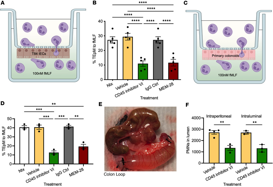 CD45 inhibition blocks PMN TEpM in vitro and in vivo.
(A and B) Human PM...