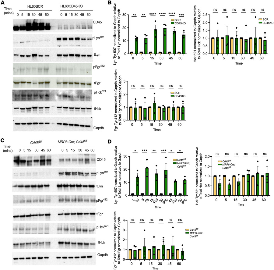 CD45 depletion results in constitutive Lyn kinase deactivation in PMNs.
...