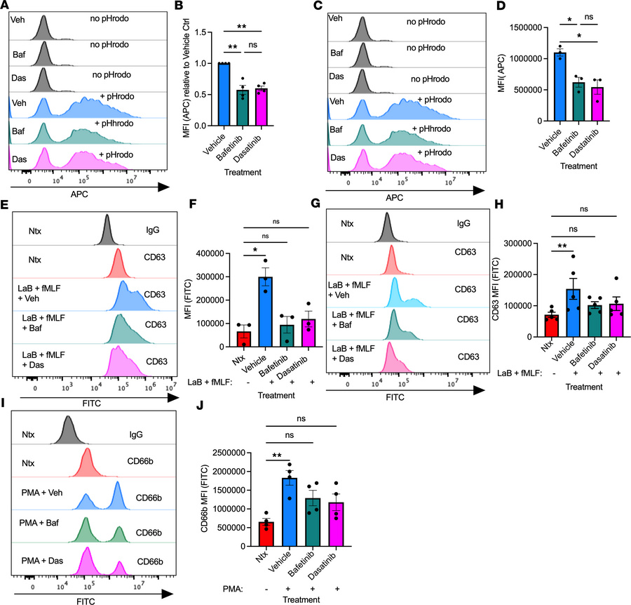 Inhibition of Lyn kinase with Bafetinib or Dasatinib mimics functional e...