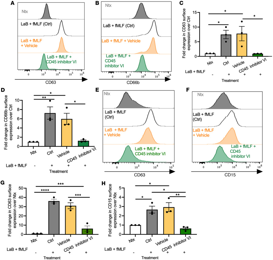 CD45 inhibition decreases degranulation in human and murine PMNs.
(A–D) ...