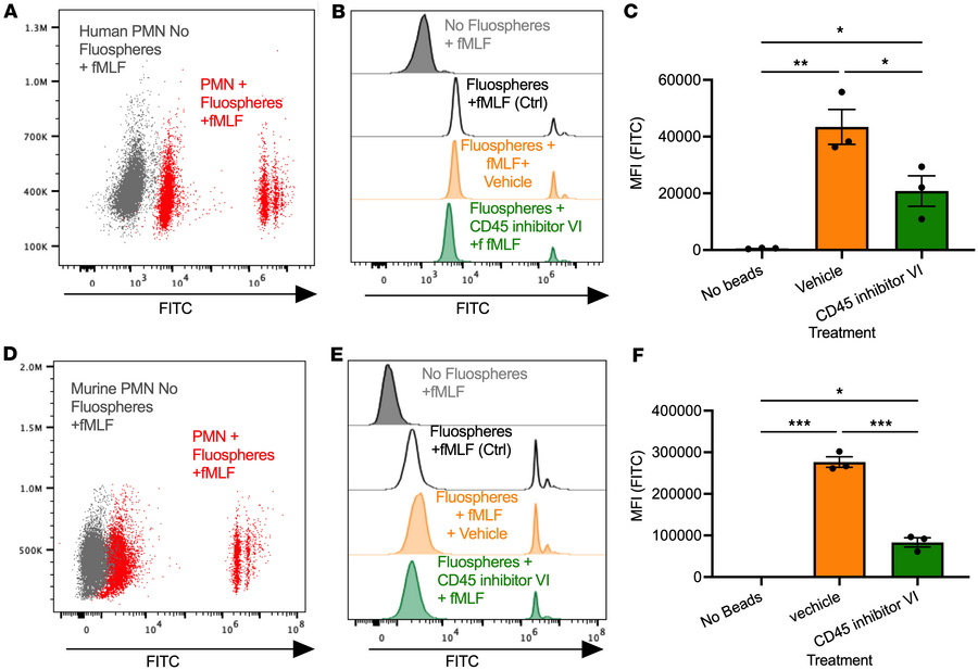 CD45 inhibition reduces phagocytosis by human and murine PMNs.
(A–C) Hum...