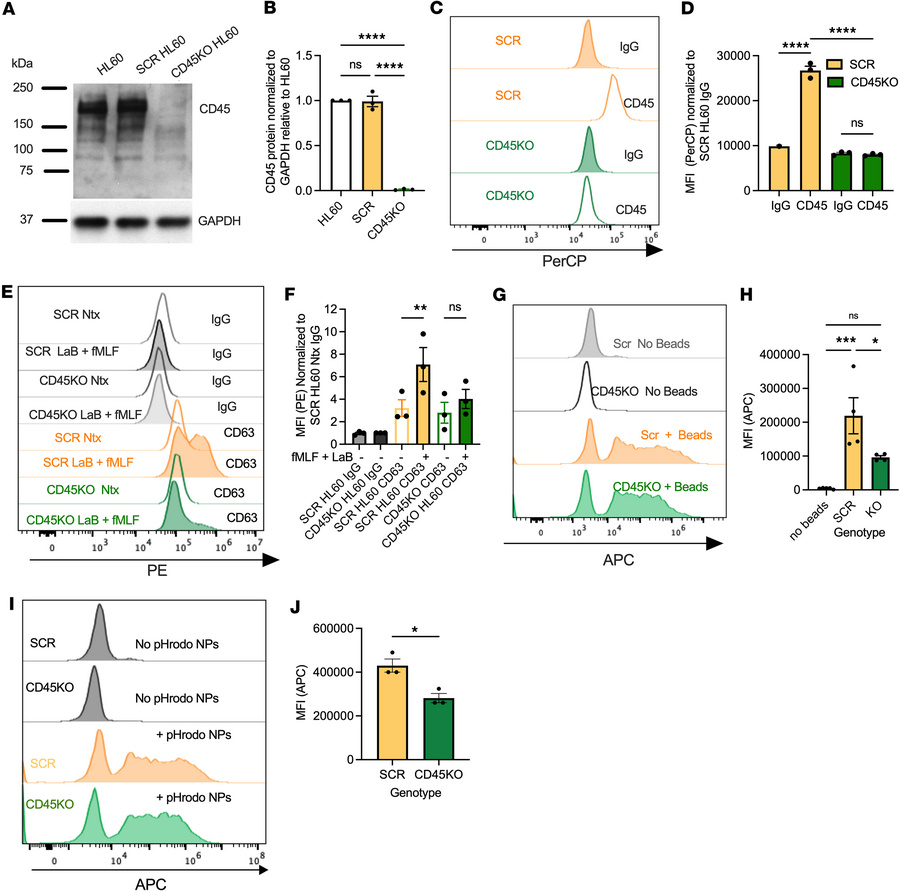 Knockout of CD45 in PMN-like HL60 cells reduces degranulation and phagoc...