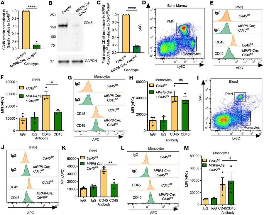 Generation of PMN-specific CD45-deficient mice.
(A) PCR revealed a 90% r...