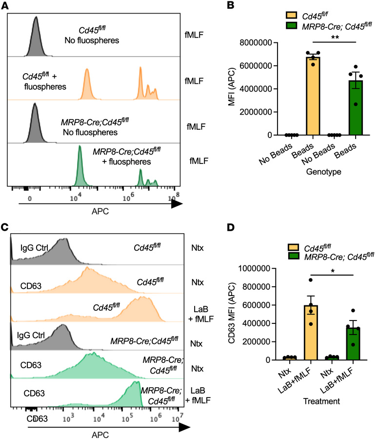 
Cd45 depletion decreases PMN degranulation and phagocytosis responses.
...