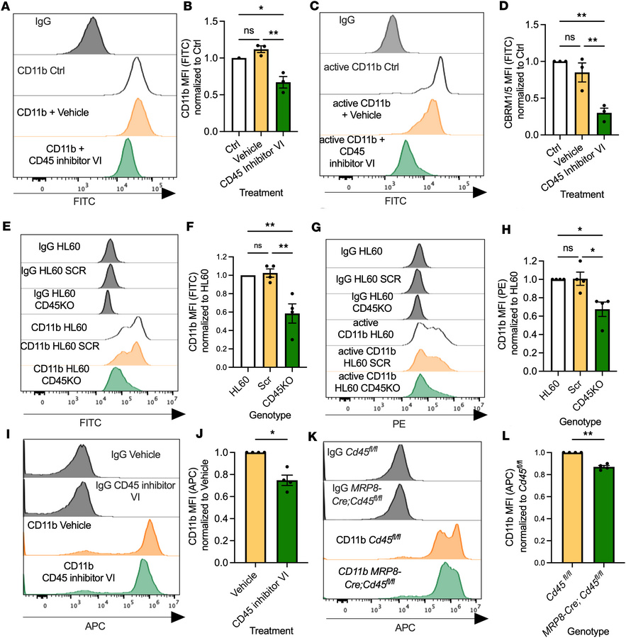 Inhibition or depletion of CD45 reduces CD11b/CD18 surface expression an...