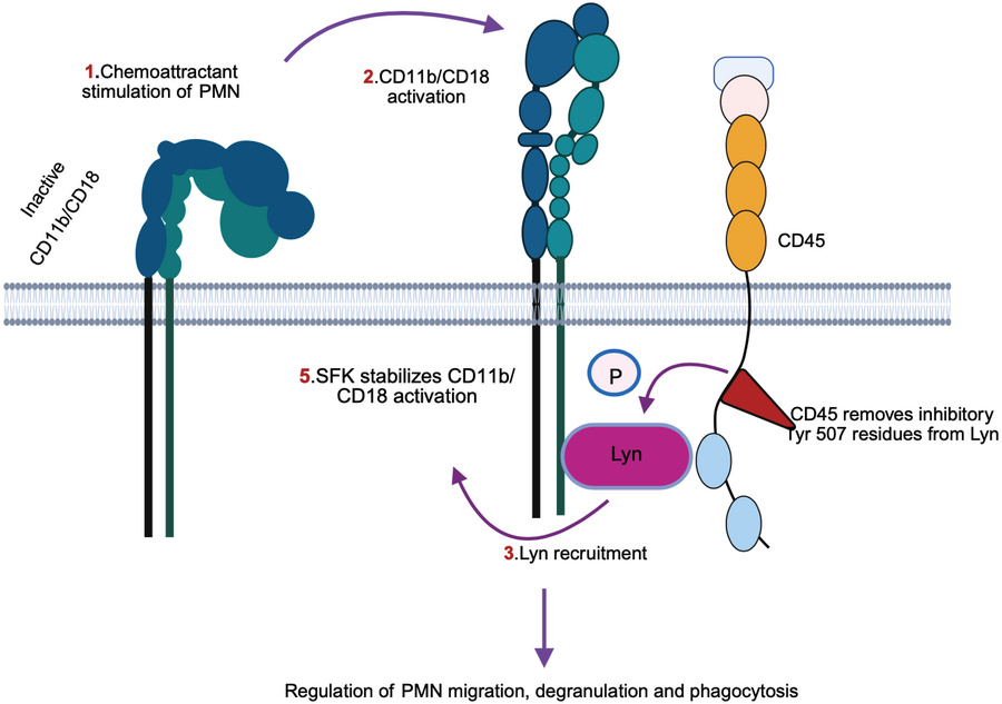 graphical abstract