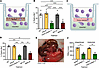 CD45 inhibition blocks PMN TEpM in vitro and in vivo.