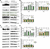 CD45 depletion results in constitutive Lyn kinase deactivation in PMNs.