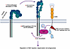 Model figure showing how CD11b recruits Lyn kinase, which is activated by C