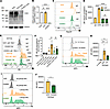 Knockout of CD45 in PMN-like HL60 cells reduces degranulation and phagocyto