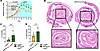 Knockdown of Cd45 in PMNs delays recovery from DSS colitis.