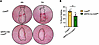 PMN-specific depletion of Cd45 delays healing of biopsy-induced colonic wou