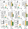 Inhibition or depletion of CD45 reduces CD11b/CD18 surface expression and a