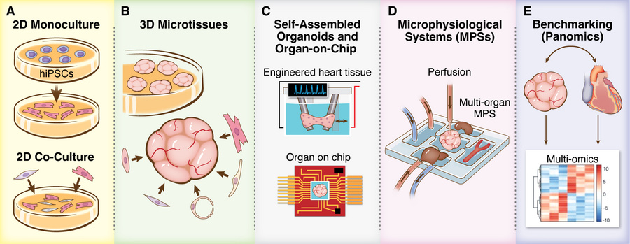 Advancing human cardiac modeling platforms from 2D cultures to complex 3...
