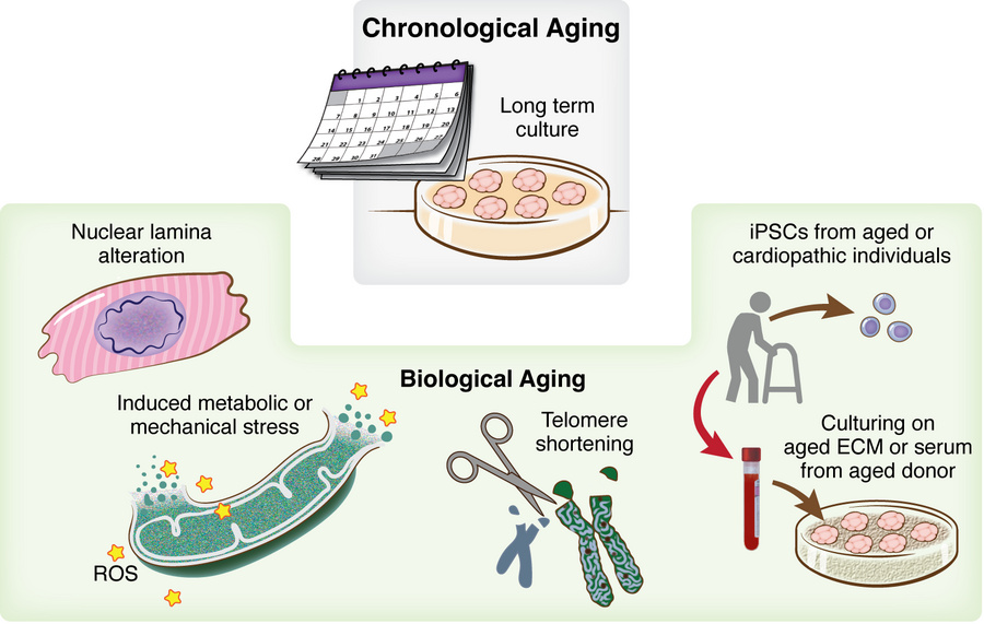Modeling chronological and biological aging in NAMs.
Chronological aging...