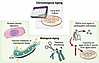 Modeling chronological and biological aging in NAMs.