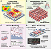 Functional features of cardiac NAMs for high-resolution and long-term funct