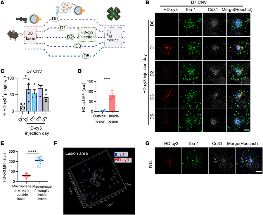 HD-Cy3 is specifically taken up by mononuclear phagocytes in laser-induc...
